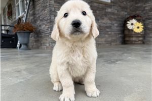 Grayson - English Golden Retriever for sale