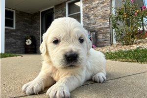 Elenora - puppy for sale