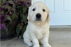 Felicia - puppy for sale