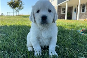 Ferdinand - puppy for sale