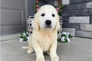 Brody - English Golden Retriever for sale