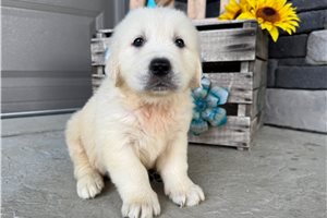 Brody - English Golden Retriever for sale