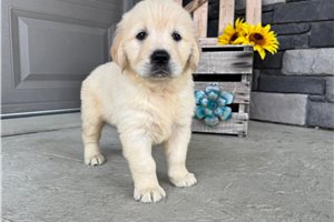 Blossom - English Golden Retriever for sale