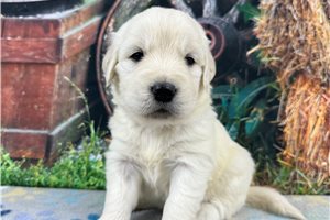 Connor - English Golden Retriever for sale