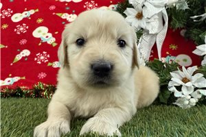 Gianna - puppy for sale