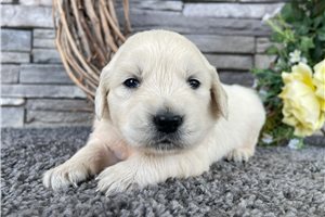 Coraline - puppy for sale