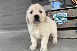 Cecilia - English Golden Retriever for sale