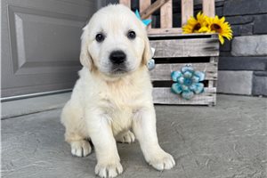 Bastian - English Golden Retriever for sale