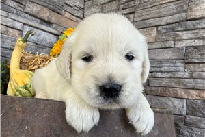 Farrah - English Golden Retriever for sale