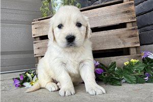 Nikki - puppy for sale
