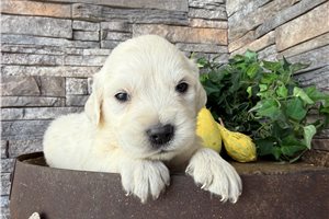 Edgar - puppy for sale