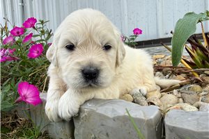 Emily - English Golden Retriever for sale