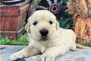 Colton - English Golden Retriever for sale
