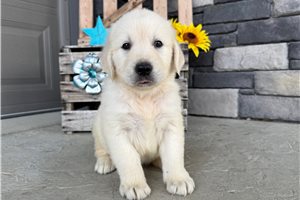 Bolt - English Golden Retriever for sale
