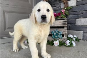 Bolt - English Golden Retriever for sale
