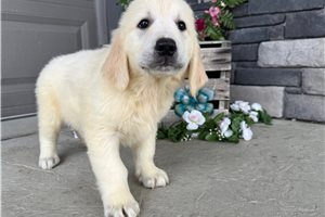 Brett - English Golden Retriever for sale
