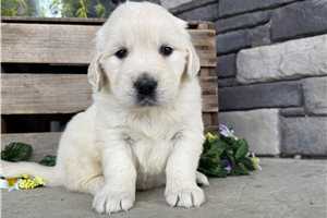 Nivea - English Golden Retriever for sale