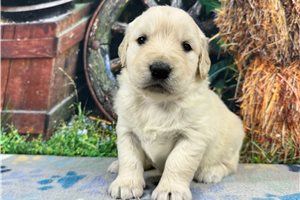 Cora - English Golden Retriever for sale