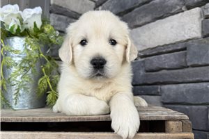 Nate - puppy for sale