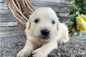 Christine - puppy for sale
