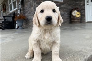 Griffin - English Golden Retriever for sale