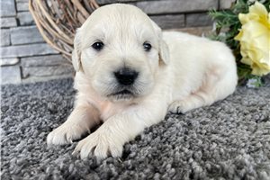 Citrine - puppy for sale