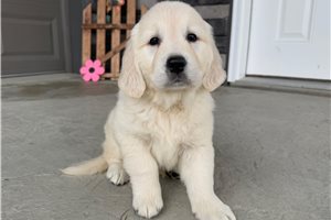 Faith - puppy for sale