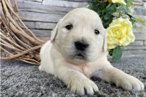 Carla - puppy for sale