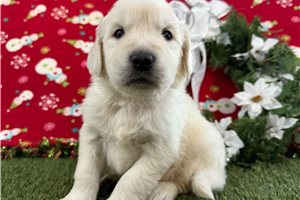 Gabriel - puppy for sale