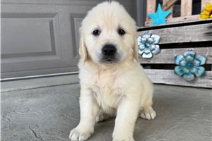 Brett - English Golden Retriever for sale