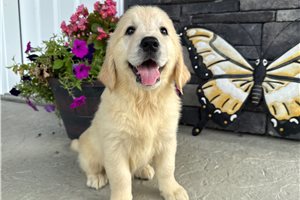 Blossom - English Golden Retriever for sale