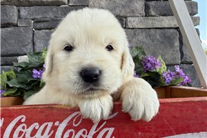 Brody - English Golden Retriever for sale