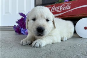 Bolt - English Golden Retriever for sale