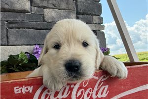Brett - English Golden Retriever for sale