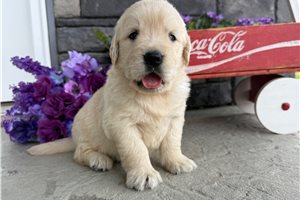 Blossom - English Golden Retriever for sale