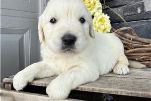 Bastian - English Golden Retriever for sale