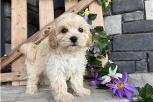 Willow - Malti Poo - Maltipoo for sale