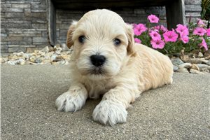 Wally - puppy for sale