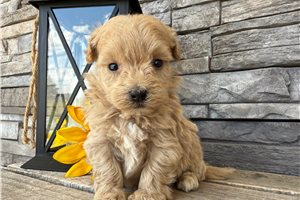 Erik - puppy for sale