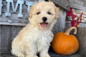 Elise - puppy for sale