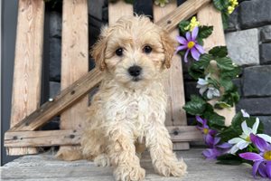 Walker - Malti Poo - Maltipoo for sale