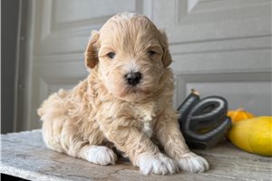 Flynn - Maltipoo for sale