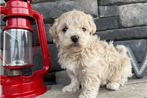 Lola - Malti Poo - Maltipoo for sale