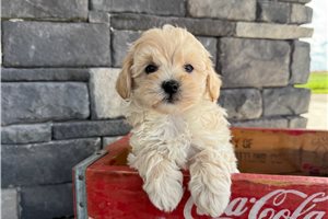 Liza - Malti Poo - Maltipoo for sale