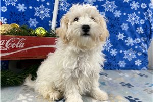 Elliott - Malti Poo - Maltipoo for sale