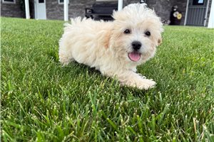 Owen - Malti Poo - Maltipoo for sale
