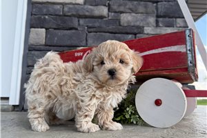 Lola - Malti Poo - Maltipoo for sale