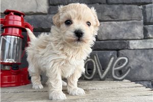 Lawrence - Malti Poo - Maltipoo for sale