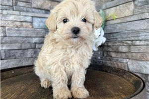 Oscar - Malti Poo - Maltipoo for sale