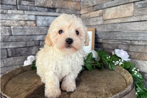 Hermes - Malti Poo - Maltipoo for sale